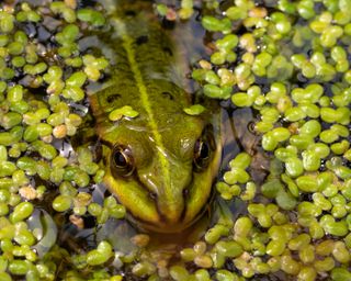 edible weeds duckweed floating in pond with frog nestling in water