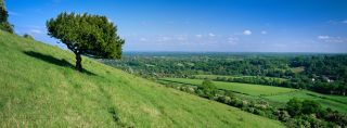 View south with box tree from Box Hill, North Downs, Surrey Hills, Surrey