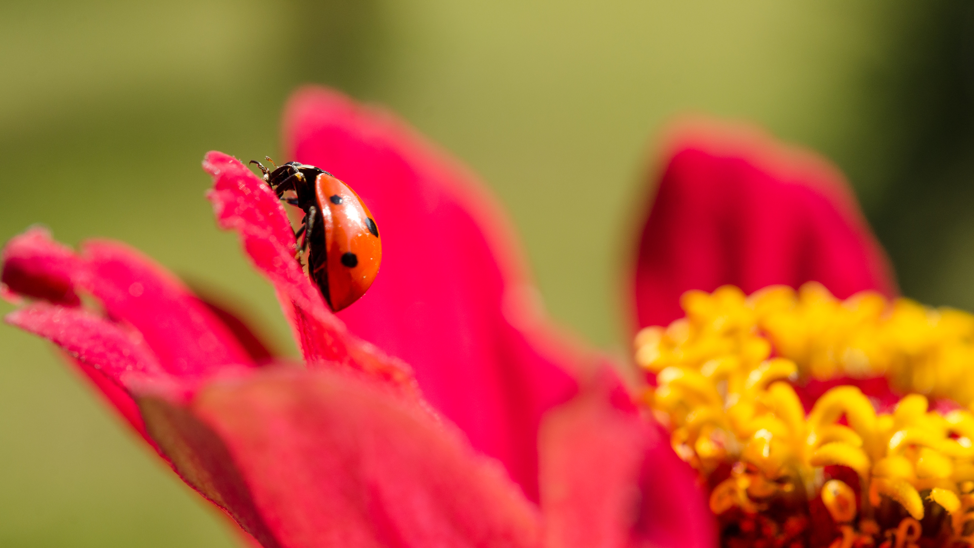 Ladybug on red zinnia flower