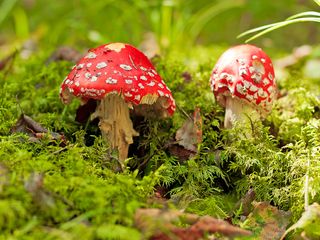 Hongo venenoso. Dos Amanita Muscaria Roja Sobre Musgo Verde En El Bosque De Otoño. Otoño Escénico Con Amanita Muscaria.