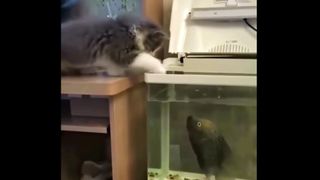 Fish bites cat