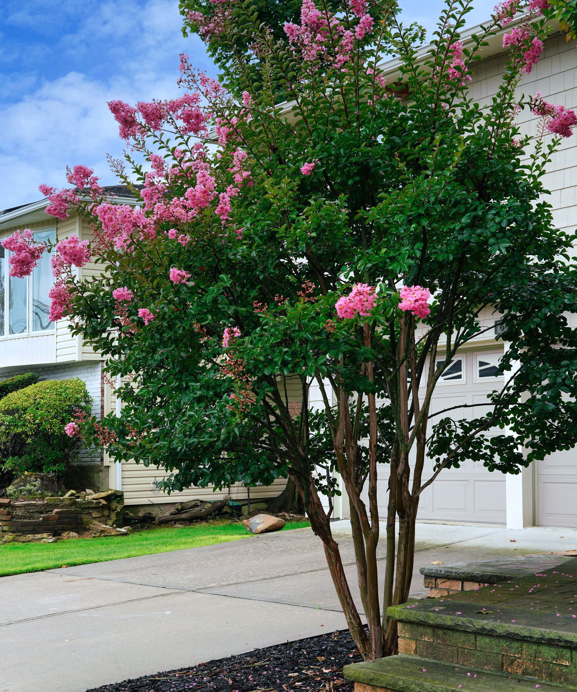 Best trees to plant close to a house 9 ideas Homes & Gardens