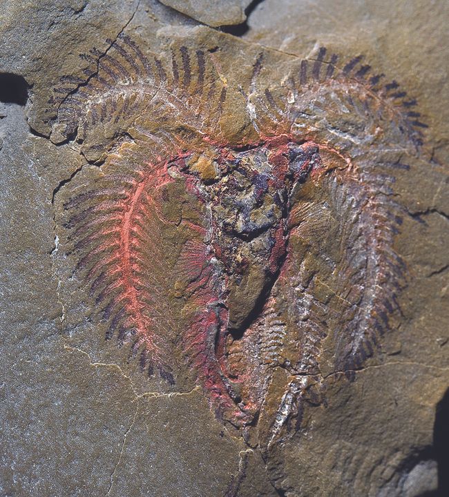 Rare Fossils of 400-Million-Year-Old Sea Creatures Uncovered | Live Science