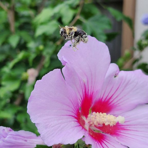 Pollinators Love Rose Of Sharon | Gardening Know How