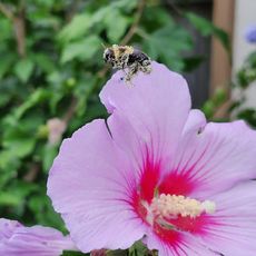 A bee covered in pollen flies over a rose of sharon flower