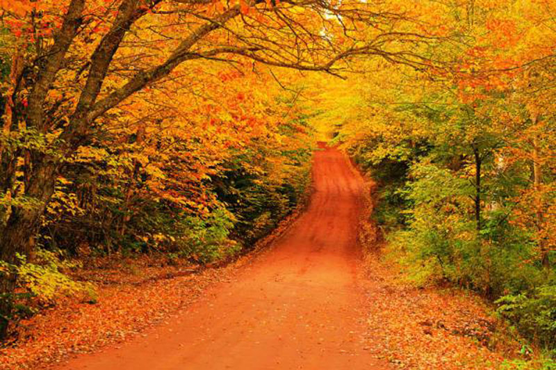 The colorful foliage of autumn
