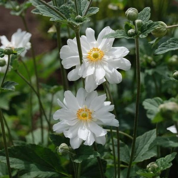Whirlwind Japanese Anemone - #1 Container