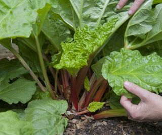 Hands touching the leaves of a rhubarb plant growing in a vegetable garden