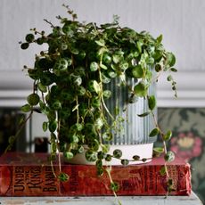 string of turtles houseplant in a decorative pot on a pile of books