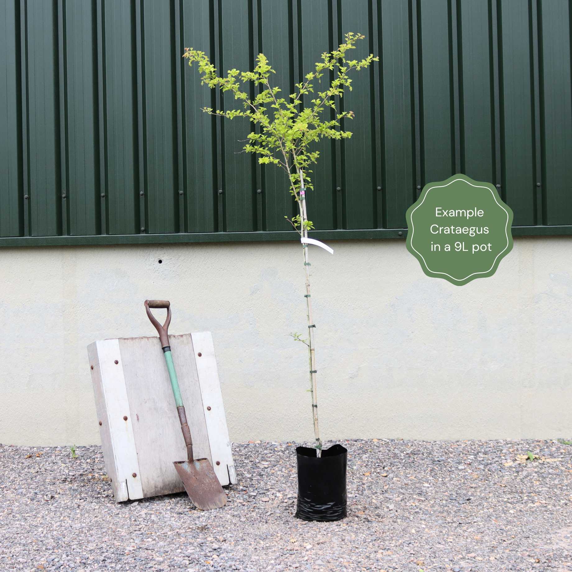 Broad-Leaved Cockspur Thorn Tree | Crataegus Persimilis 'prunifolia' - 2 Year Old Tree in a 9l Pot