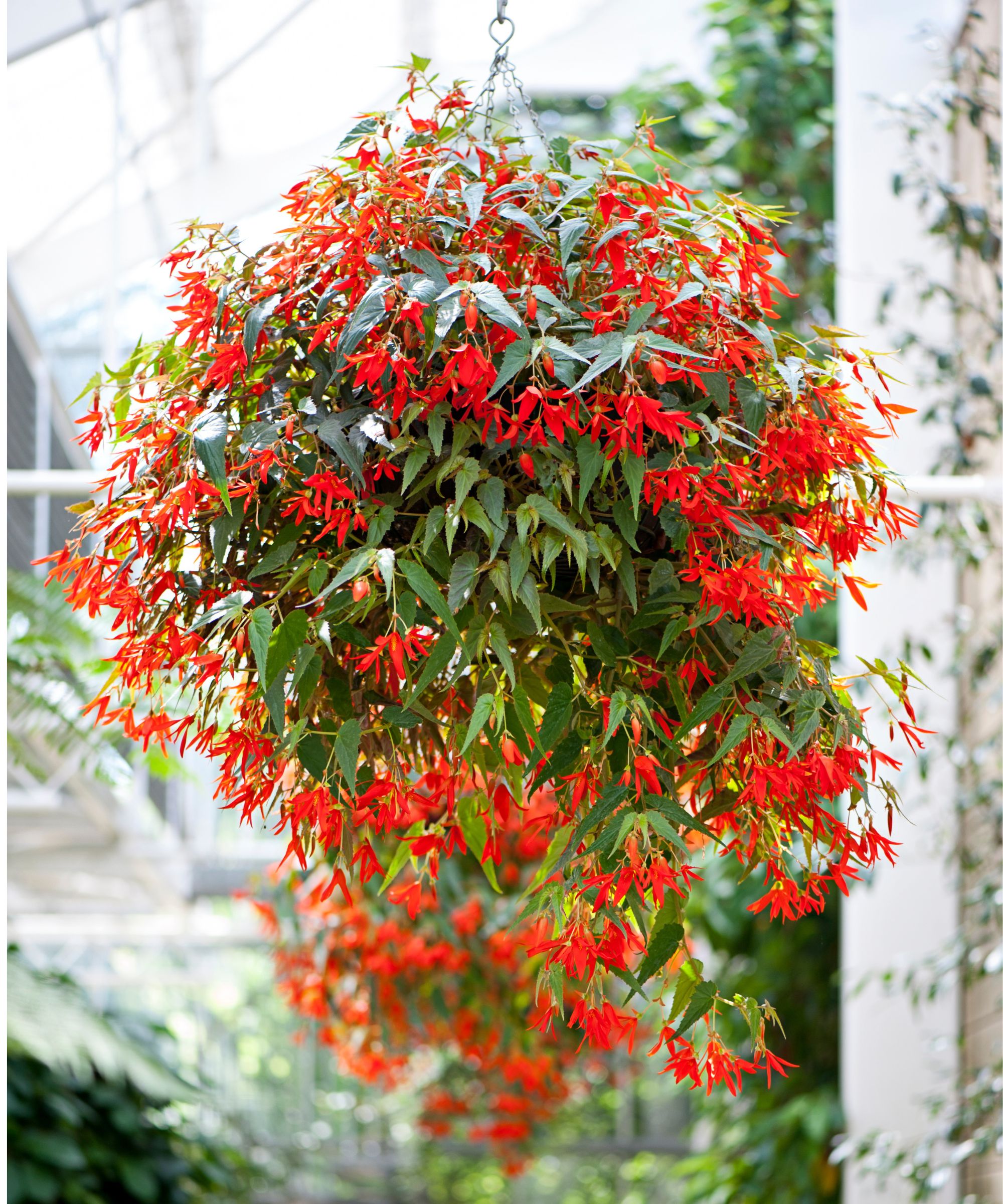 Hanging basket with trailing red flowers