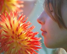 Child Smelling A Red-Yellow Flower
