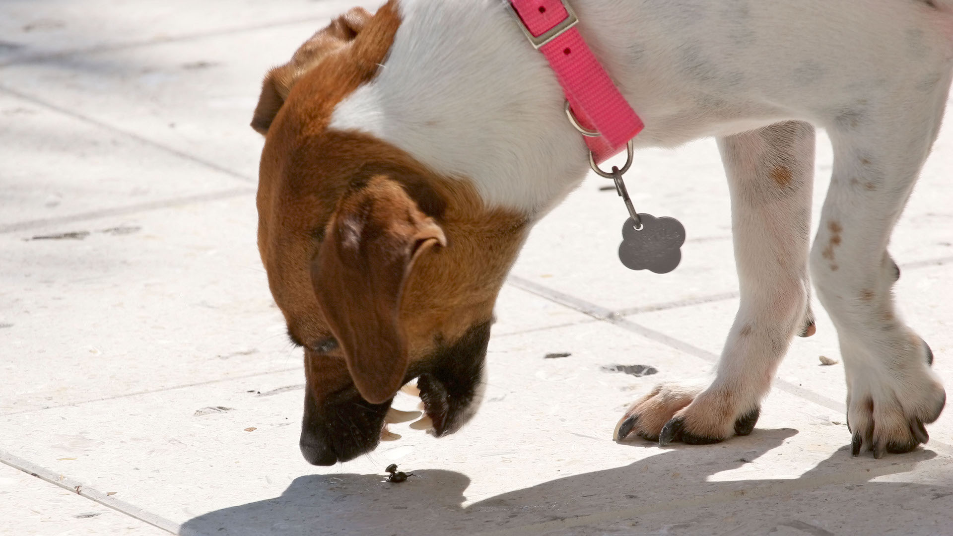 Terrier dog coughing