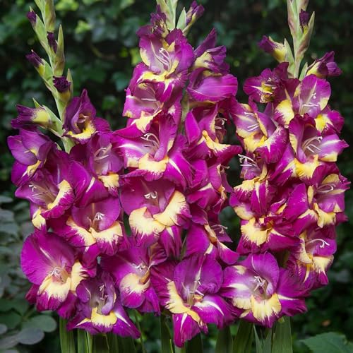 Gladioli Seashore Bulbs - Summer Flowering Plants - Vibrant Outdoor Garden Flowers - Hardy Perennial for Borders & Cut Flowers - Ideal for Uk Gardens (60 Bulbs)