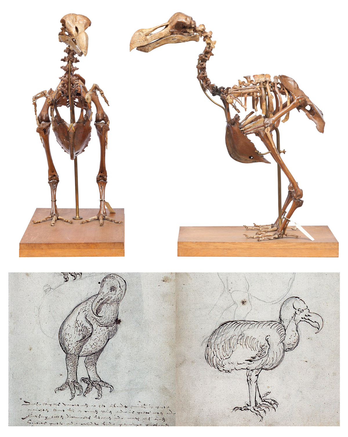 A brown skeleton of a large bird sits on a wooden platform, with images below of sketches of what the bird would have looked like.