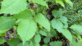 How to identify poison ivy with your smartphone — use these apps | Tom ...