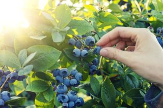 growing fruit in pots: blueberries
