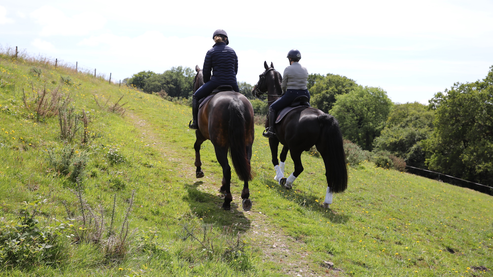 Two horses hacking on a hill
