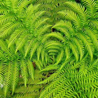 Ostrich feather fern close up