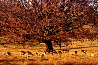 Capability brown landscapes to visit