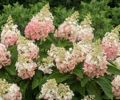 How To Grow And Care For A Pinky Winky Hydrangea | Gardening Know How