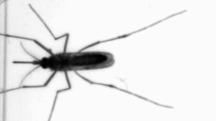 An imaging apparatus called a BiteOscope enabled scientists to observe and record mosquito feeding behavior.