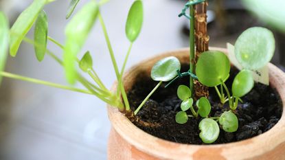 chinese money plant