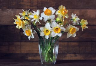 daffodils in a glass vase