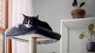 Cat on cat tower 