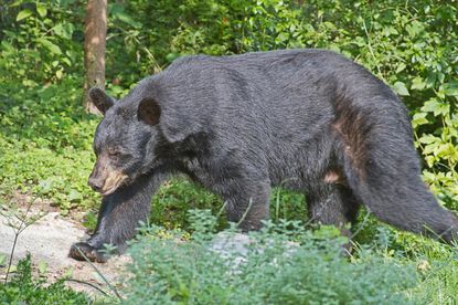 Minnesota man defends himself against 525-pound bear with 5-inch knife