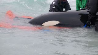 The rescuers carried the orca out into deeper waters using a special dolphin stretcher.