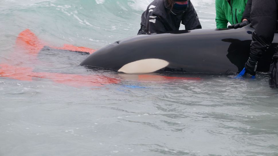 Young Killer Whale Rescued After Stranding On Scottish Beach | Live Science