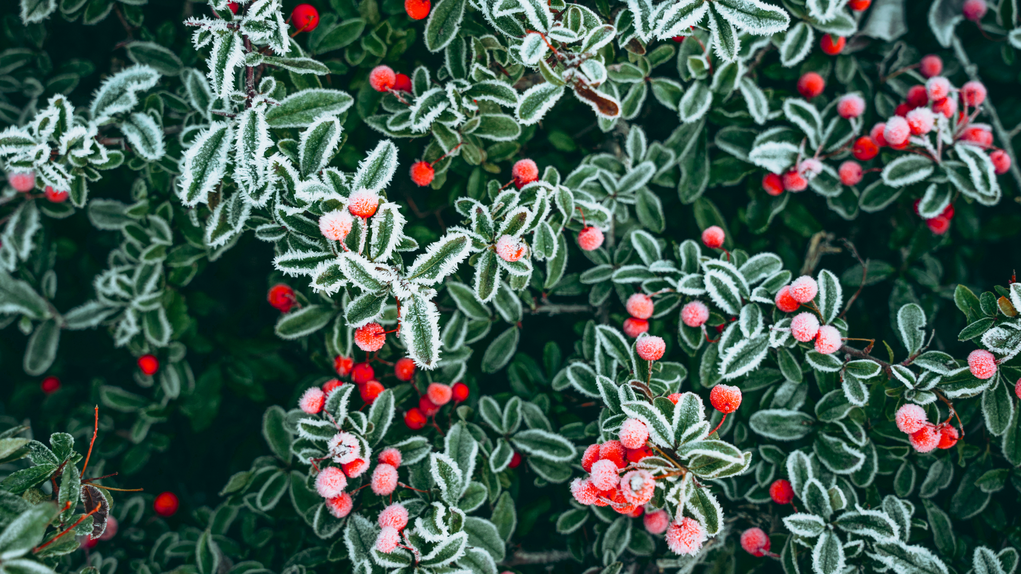 frosted berries on shrub 