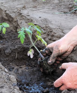 Trench planting tomato seedlings