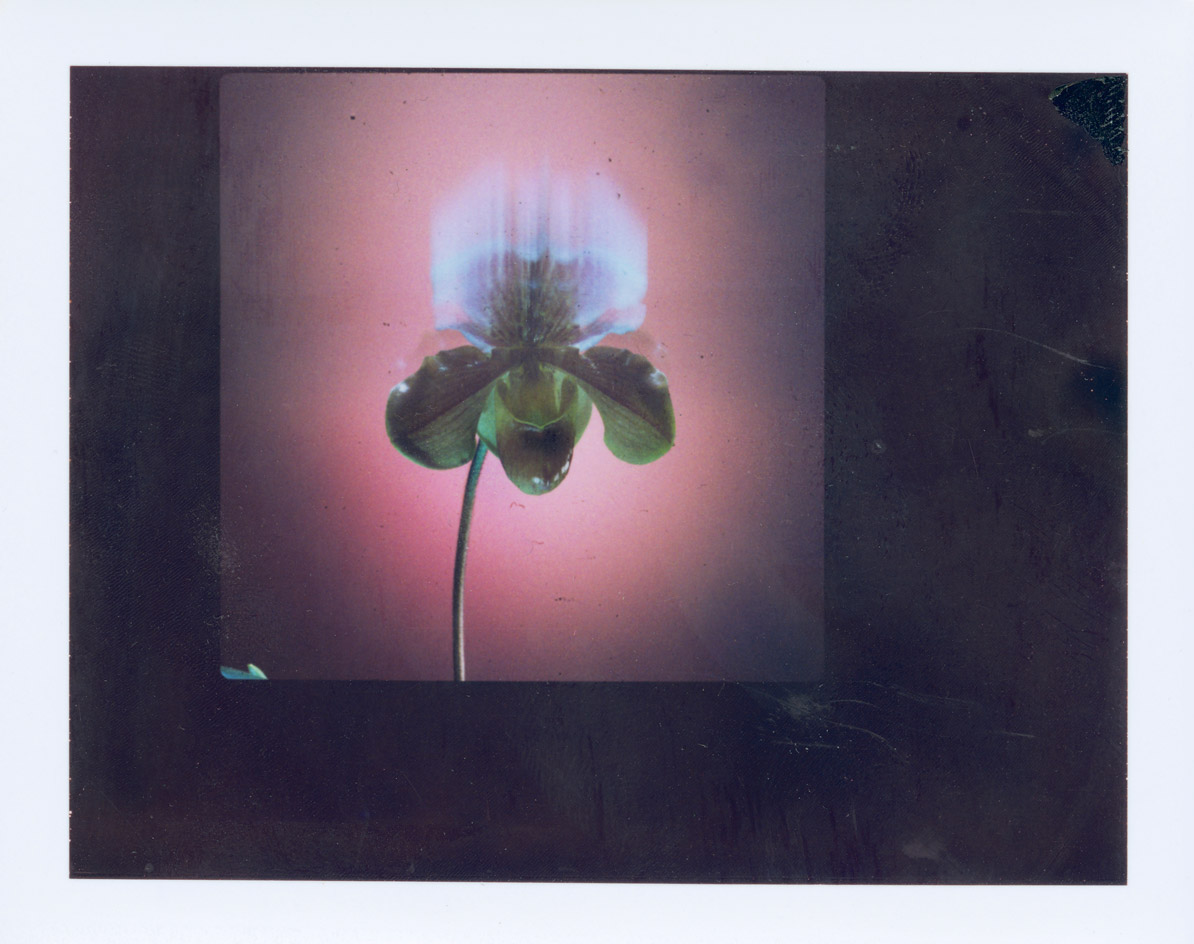 botanical plant against a light and dark background