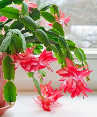 Thanksgiving cactus – or Schlumbergera truncata – with pink flowers