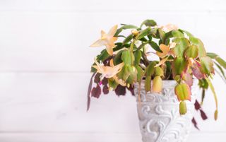 A Christmas Cactus in a white planter