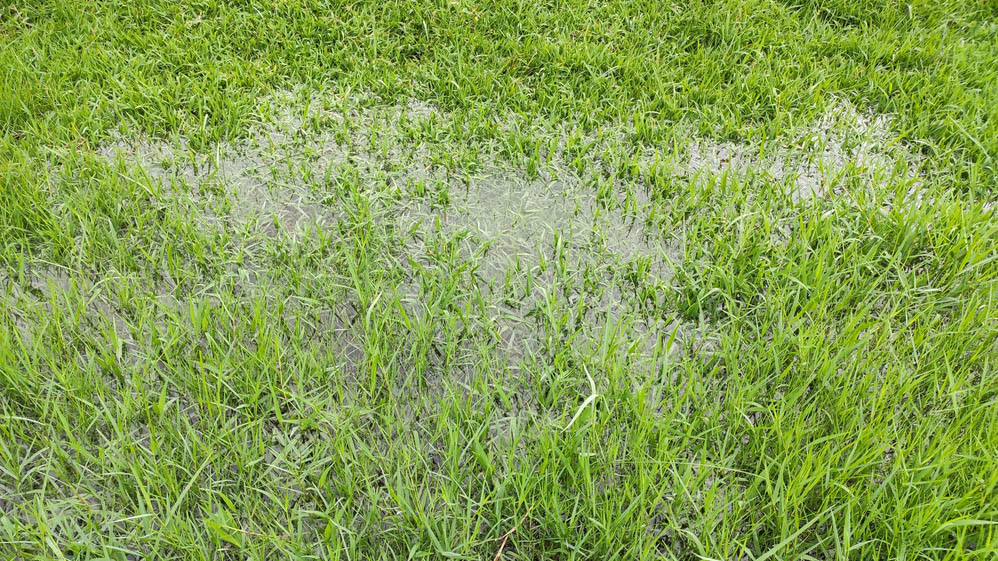 Waterlogged grass