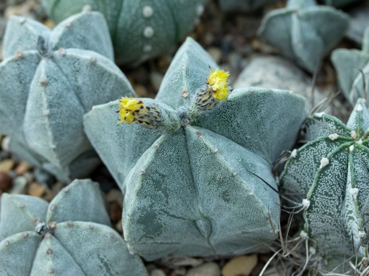 What Is Bishop’s Cap Cactus: Bishop’s Cap Cactus Care Tips | Gardening ...