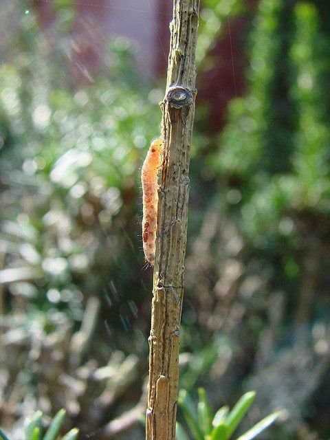 Sod Webworm In The Garden