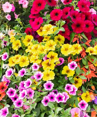 A cluster of red, yellow, and purple petunias