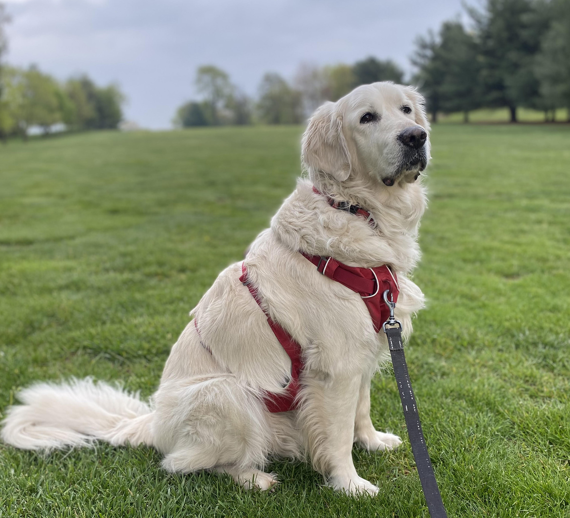 A Labrador sitting on a lead in a park