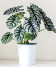 care for an alocasia