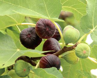 Figs growing on tree