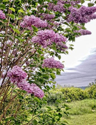 close up of lilac bush