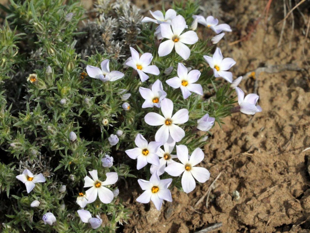 White Flowered Hood&amp;#39;s Phlox Plant