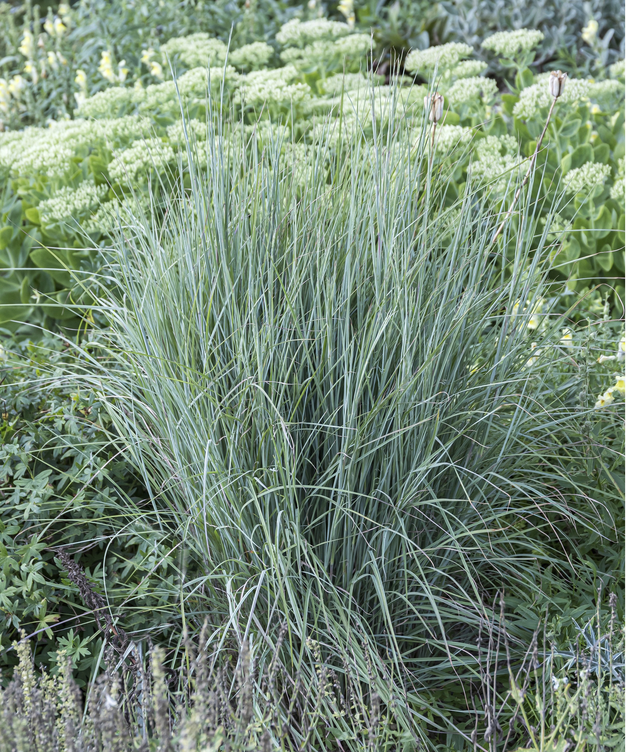 Little bluestem plant