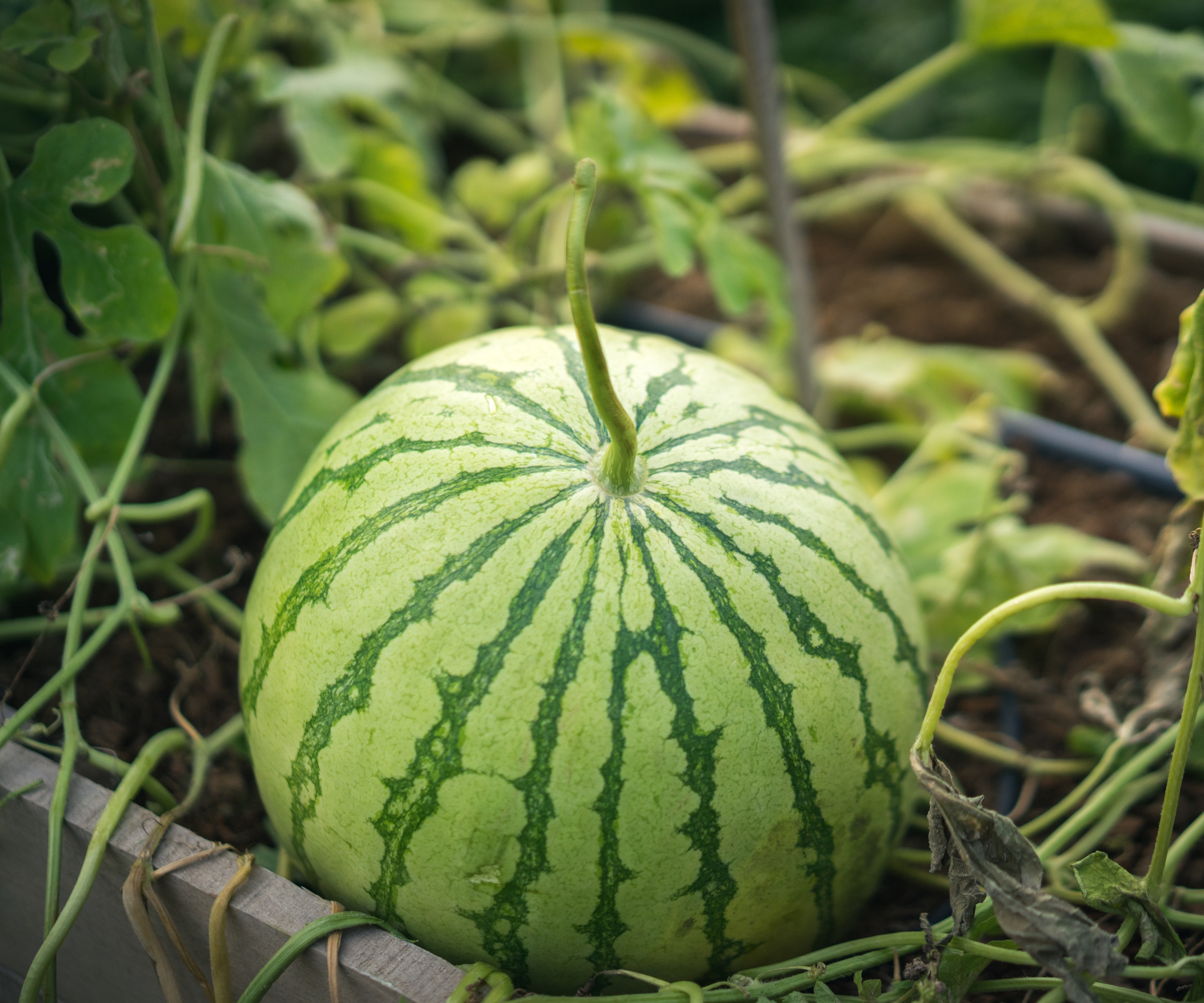 A watermelon grows in a raised bed and is ready to pick