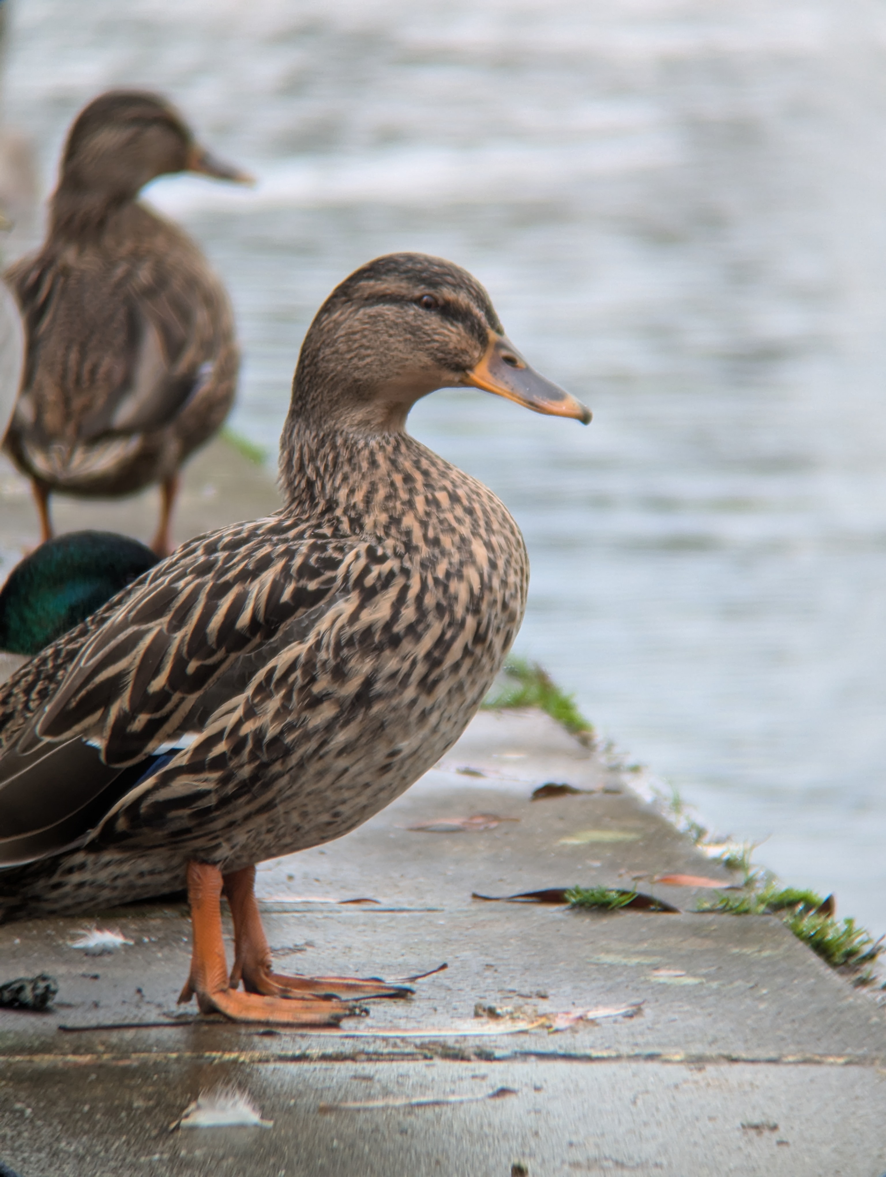 A photo of a duck taken with an Apexel TM6 TeleMacro lens