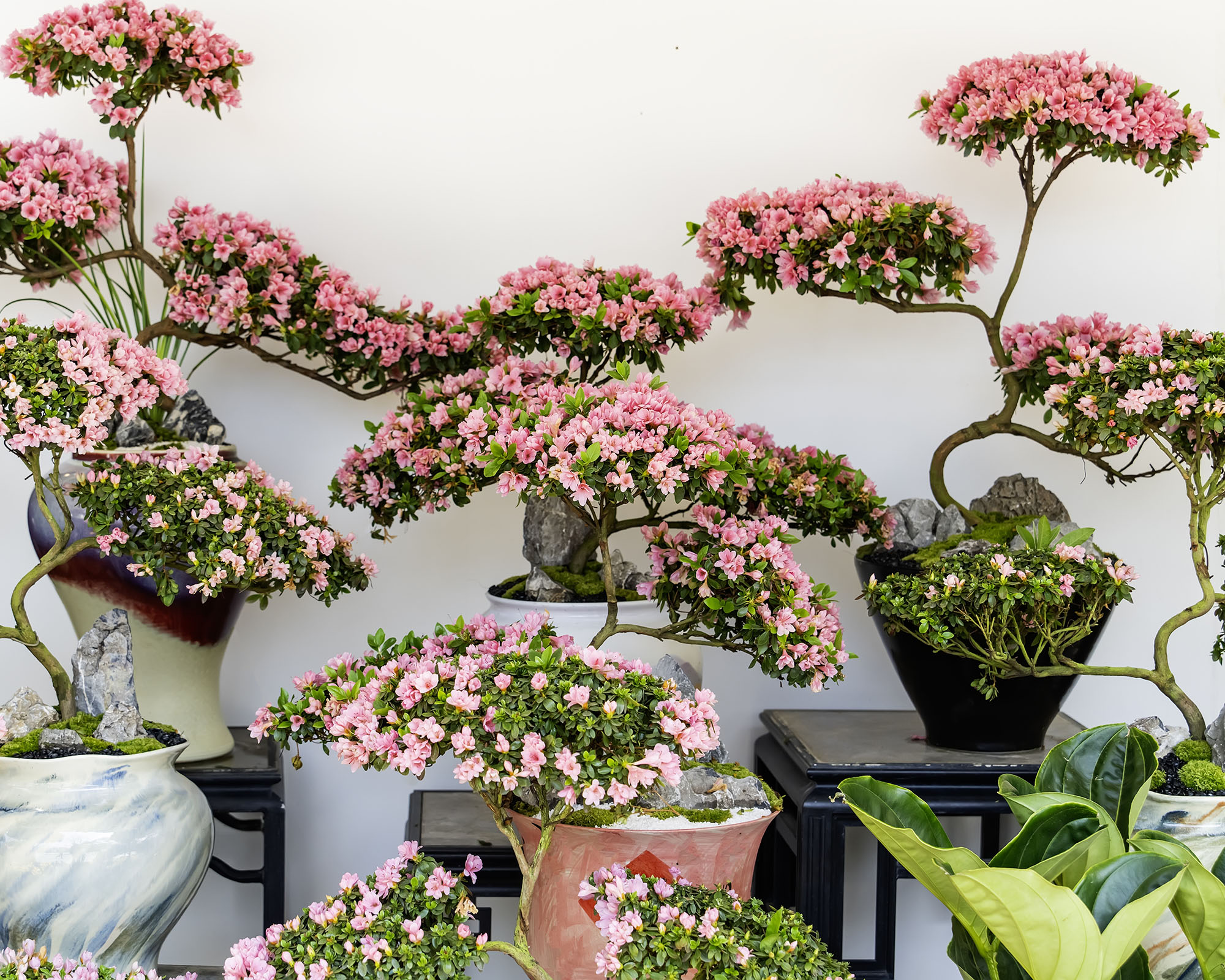 Blooming azalea bonsai trees in pots grouped together to make a striking display
